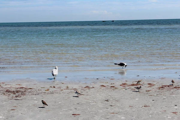 Duas Aves Nas Ondas Oceano Areia Durante Maré Baixa — Fotografia de Stock