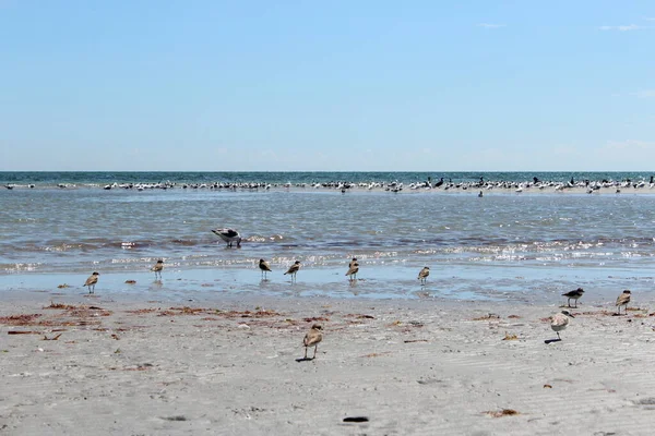 Troupeau Oiseaux Différents Dans Océan — Photo