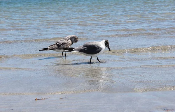 Ein Vogel Isoliert Ozeanwasser — Stockfoto