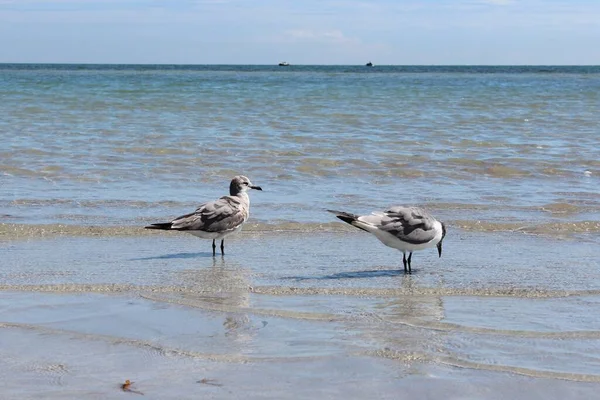 Pássaro Isolado Água Oceano — Fotografia de Stock