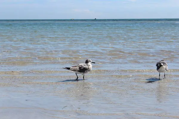 Pássaro Isolado Água Oceano — Fotografia de Stock