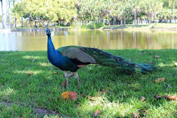 Blå Påfågel Som Ligger Ner Gräset — Stockfoto