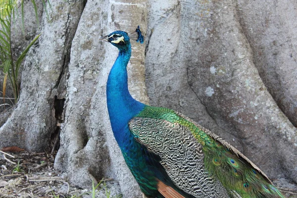 Close Blue Peacock Tree — Stock fotografie