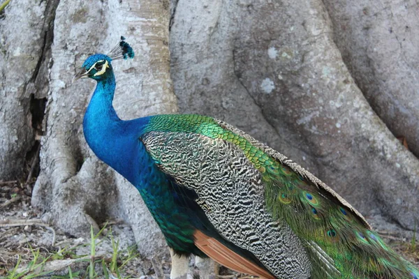 Close Blue Peacock Tree — Stock fotografie