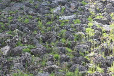 Kayaları ve yosunları kapatın.