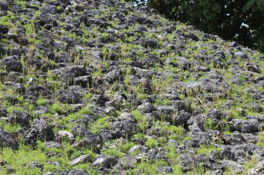 Kayaları ve yosunları kapatın.