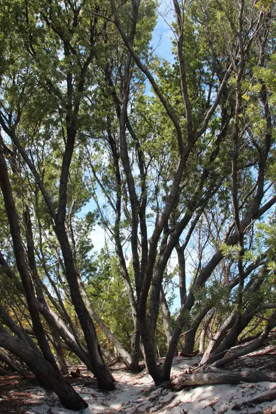 Средний Выстрел Ветвей Деревьев — стоковое фото