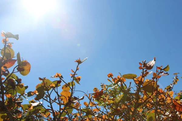 Sol Brilhando Belas Plantas Vermelhas Laranja Árvores Com Céu Azul — Fotografia de Stock