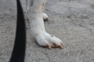 Köpek pençe yakın çekim