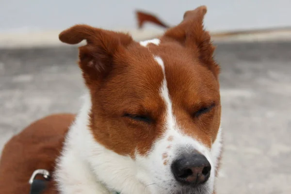 春の風を楽しむ外に座っている茶色と白のシニア犬のショットを閉じる ボーダーコリーとひどいミックス — ストック写真