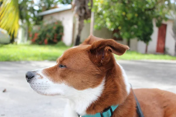 Foto Close Anjing Senior Coklat Dan Putih Duduk Luar Menikmati — Stok Foto