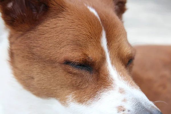 春の風を楽しむ外に座っている茶色と白のシニア犬のショットを閉じる ボーダーコリーとひどいミックス — ストック写真