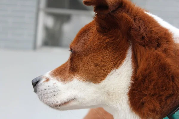 Primer Plano Perro Senior Marrón Blanco Sentado Afuera Disfrutando Del — Foto de Stock