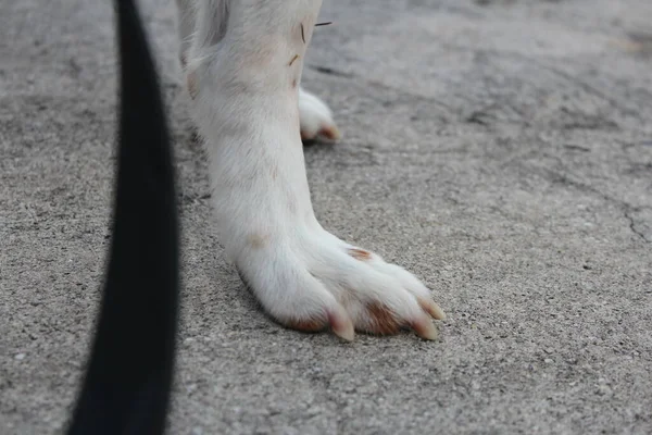 犬の足のクローズ アップ — ストック写真