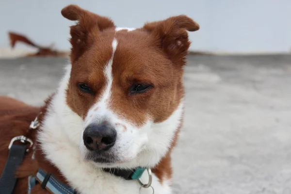 Primo Piano Colpo Cane Anziano Marrone Bianco Seduto Fuori Godendo — Foto Stock