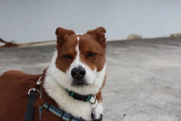 春の風を楽しむ外に座っている茶色と白のシニア犬のショットを閉じる ボーダーコリーとひどいミックス — ストック写真