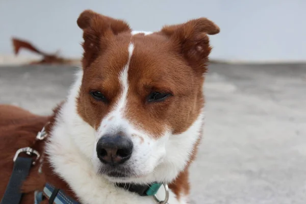 Zbliżenie Strzał Brązowy Biały Starszy Pies Siedzi Zewnątrz Ciesząc Się — Zdjęcie stockowe