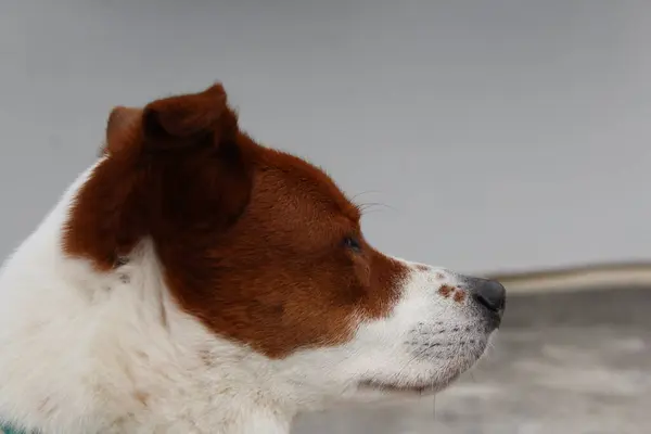Zbliżenie Strzał Brązowy Biały Starszy Pies Siedzi Zewnątrz Ciesząc Się — Zdjęcie stockowe