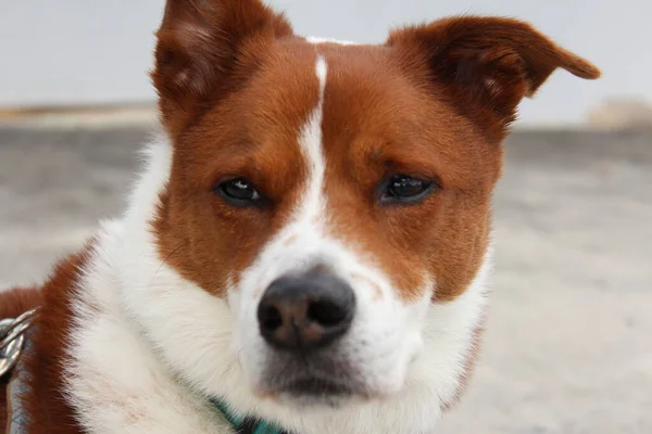 春の風を楽しむ外に座っている茶色と白のシニア犬のショットを閉じる ボーダーコリーとひどいミックス — ストック写真