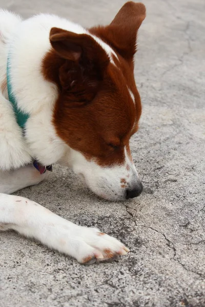 春の風を楽しむ外に座っている茶色と白のシニア犬のショットを閉じる ボーダーコリーとひどいミックス — ストック写真