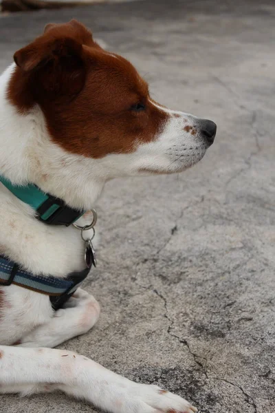 春の風を楽しむ外に座っている茶色と白のシニア犬のショットを閉じる ボーダーコリーとひどいミックス — ストック写真