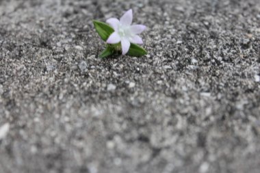 Çimentoda beyaz mor bir çiçek