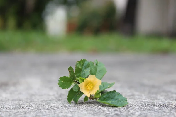 Photographie Fleurs Jonquille Pendant Journée — Photo