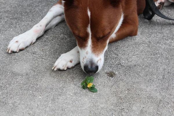 dog sniffing flower outside