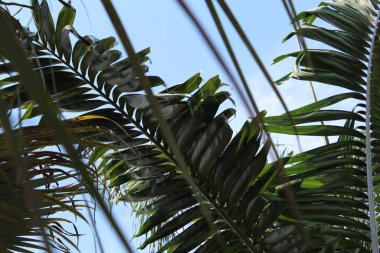 mavi gökyüzü tropikal duvar kağıdı