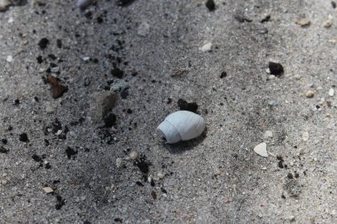 Deniz kabukları kumsalda alçak açıda 