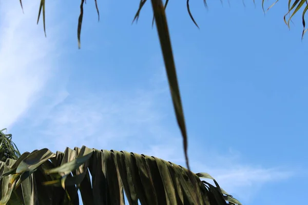 Céu Azul Papel Parede Tropical — Fotografia de Stock