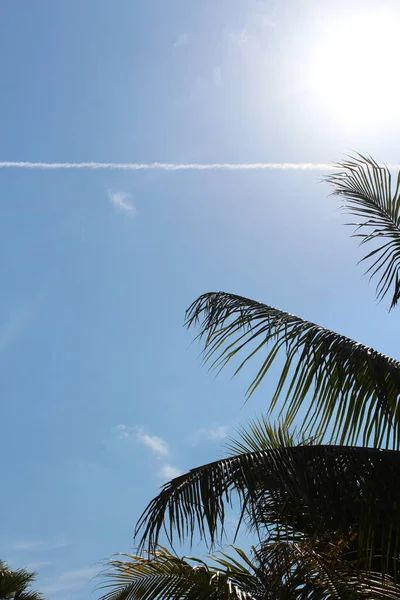 Palm Trees Bright Blue Sky Spring Time — Stock Photo, Image