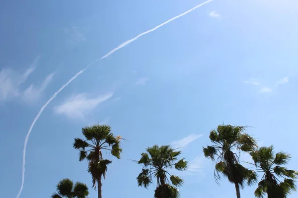 Palm Trees Bright Blue Sky Spring Time — Stock Photo, Image