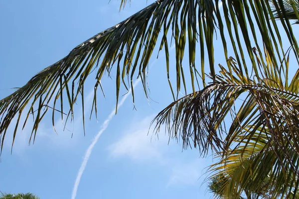 Palmiers Contre Ciel Bleu Vif Printemps — Photo