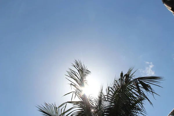 Éclat Soleil Brille Travers Les Arbres Fond Bleu Ciel Printemps — Photo