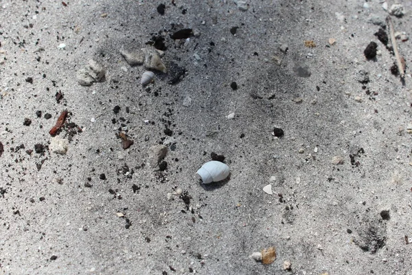 Muscheln Sand Niedrigen Winkel — Stockfoto