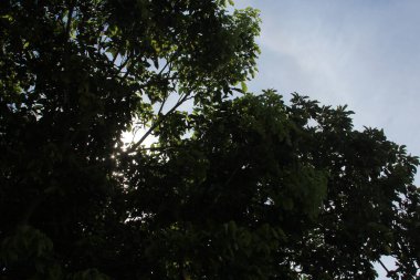 Natural background - blue sky