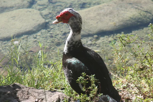 Pato Moscovo Doméstico Lado Fora Perto — Fotografia de Stock