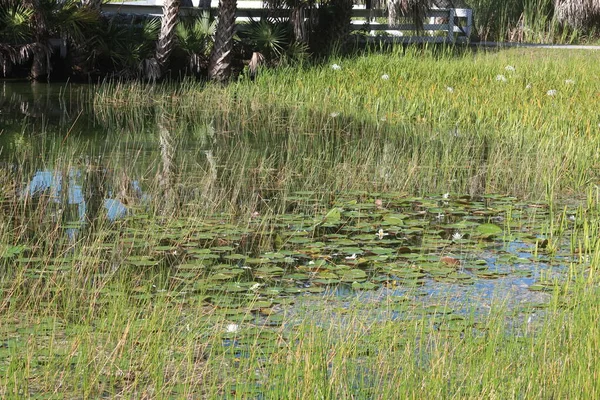 Orta Boy Gölet Yaprakları Uzun Otlar — Stok fotoğraf