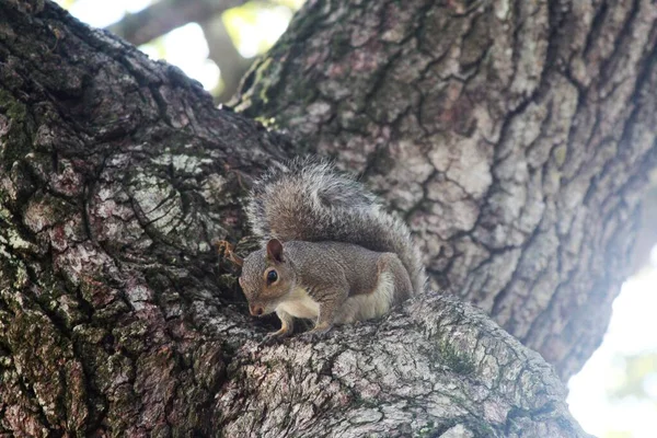 Esquilo Árvore Perto — Fotografia de Stock