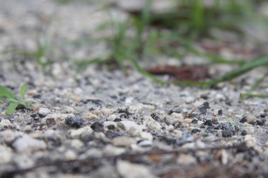 Kayalara ve çakıllara yakın.