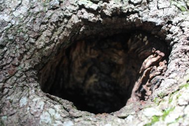 Ağaç kabuğu dokusunu kapat