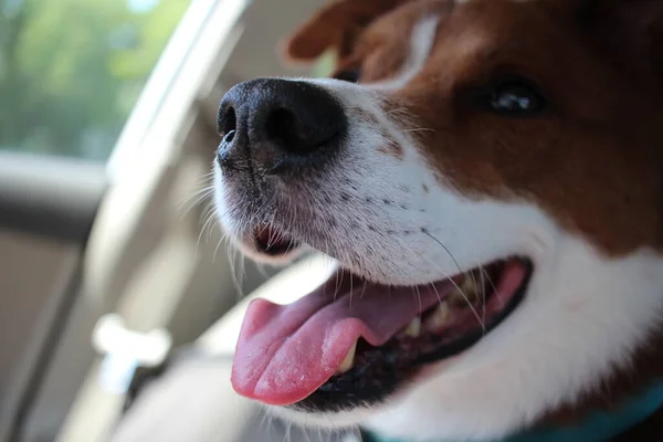 Close Dog Animal Face Car — Stock Photo, Image
