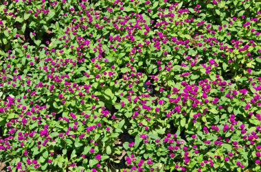 Gomphrena globosa Linn.