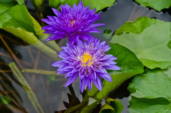 Lótus violeta — Fotografia de Stock