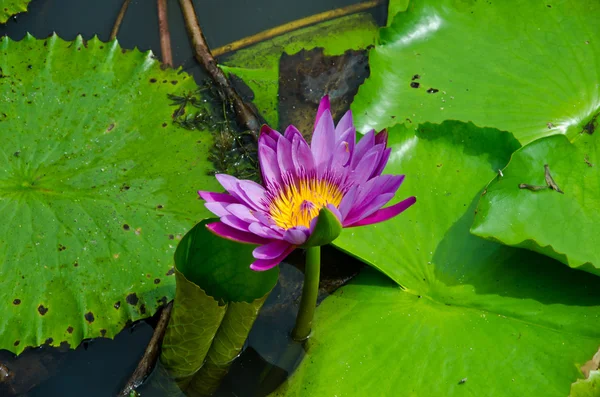 Purple Lotus. — Stock Photo, Image