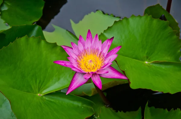 Roze lotus — Stockfoto