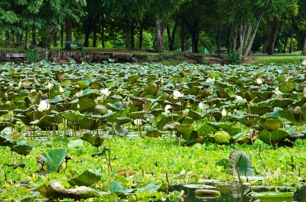 Lotus pond — Stock Photo, Image