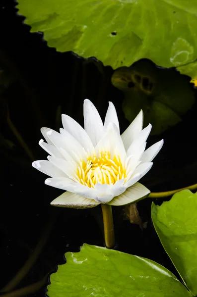 Helle weiße Seerose — Stockfoto