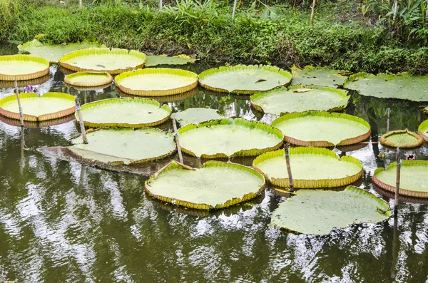 Lirio de agua gigante — Foto de Stock